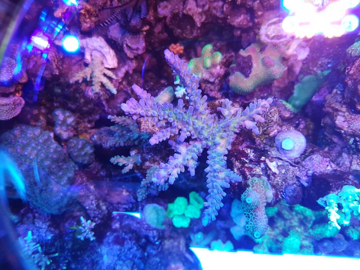 acro8.jpg