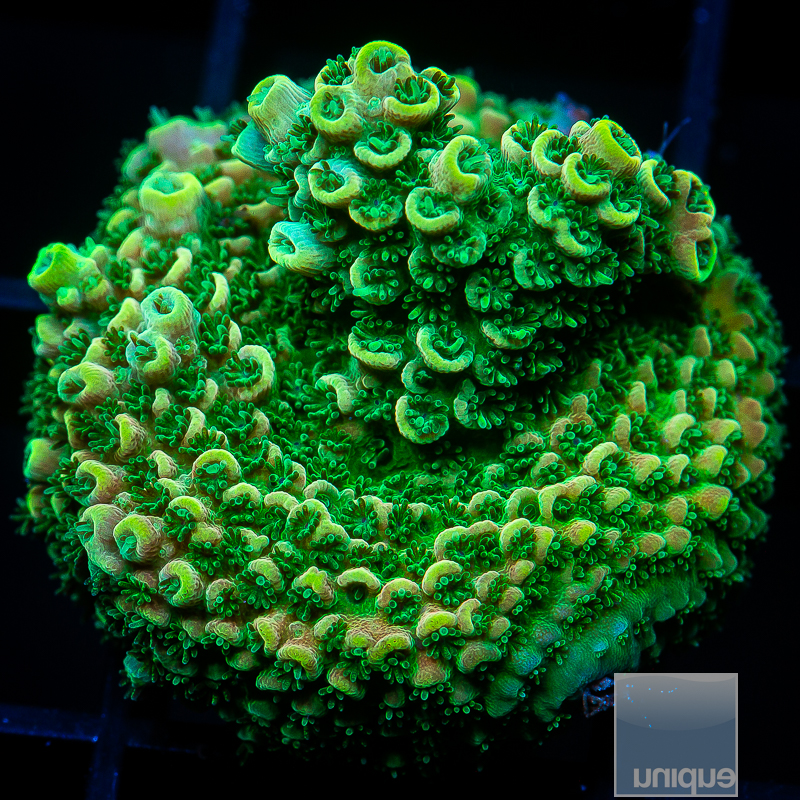 Acropora Chunk with Potential 89 56.JPG