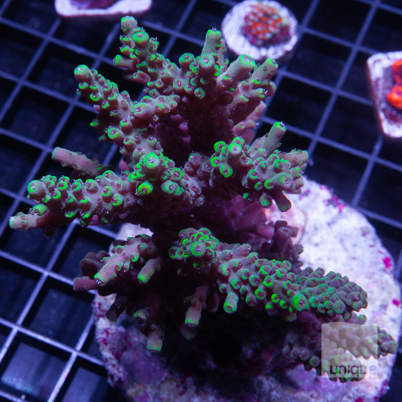Acropora Colony with Potential 399 299.jpg
