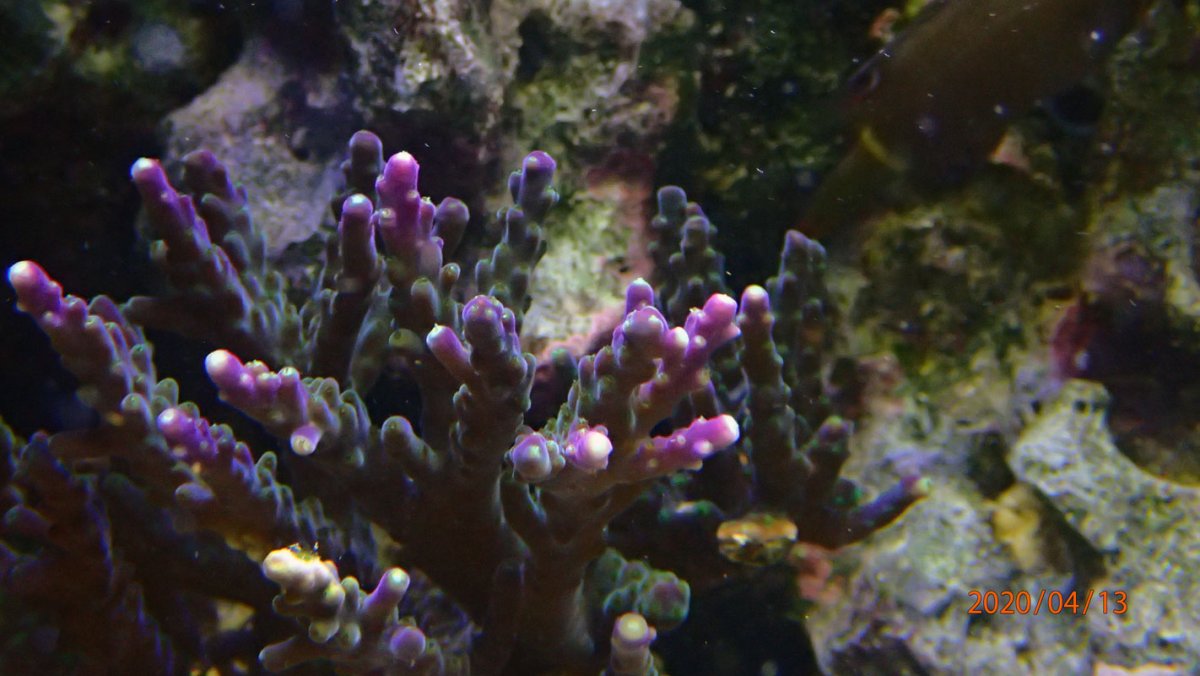 acropora.jpg