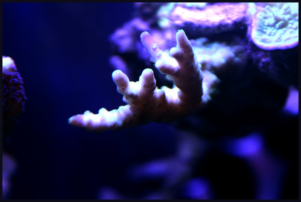 acropora.jpg