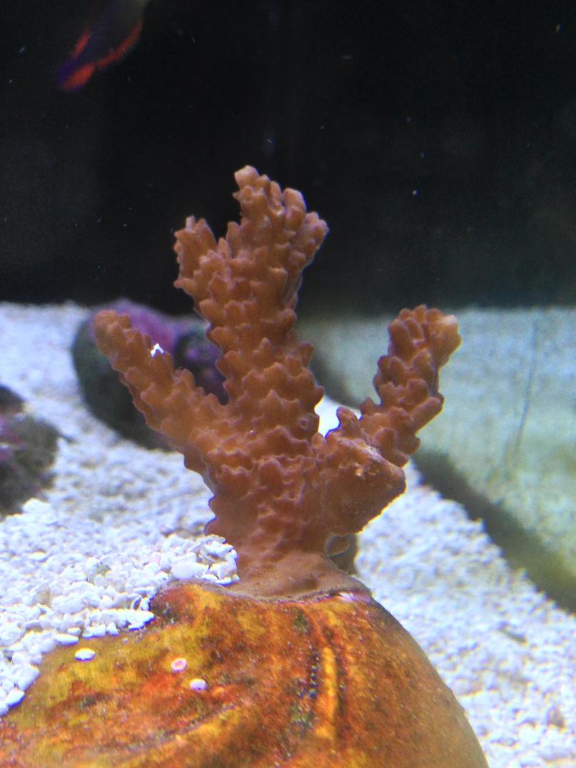 acropora.jpg