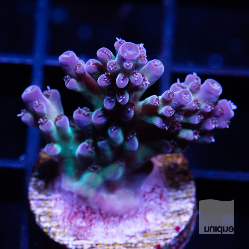 Acropora with Potential 119 66.jpg