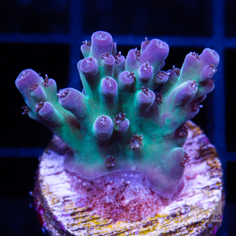Acropora with Potential 119 68.jpg
