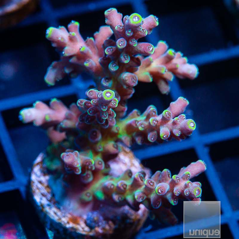 Acropora with Potential 119 81.JPG