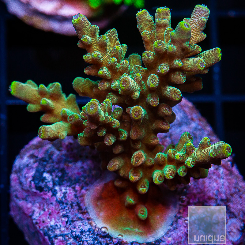 Acropora with potential 119 82.JPG