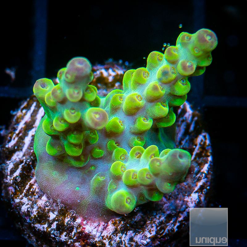Acropora with Potential 129 82.JPG