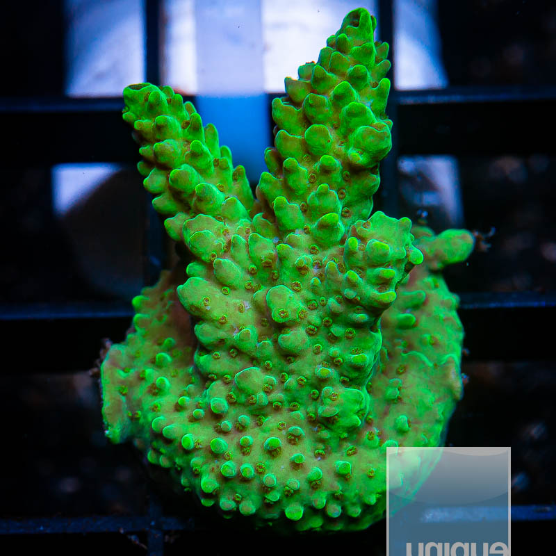 Acropora with Potential 39 23.jpg