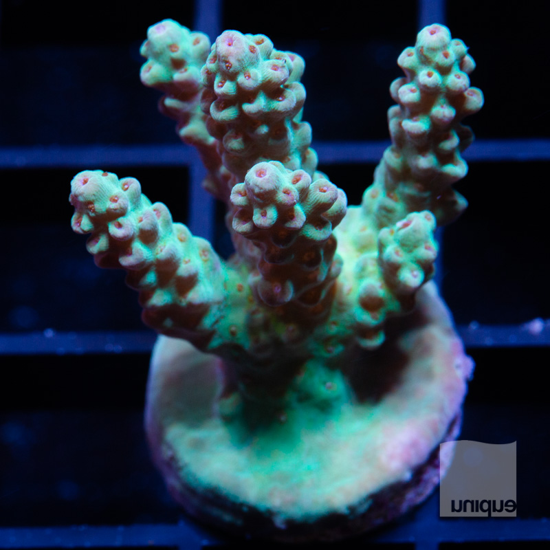 acropora with potential 48 32.jpg
