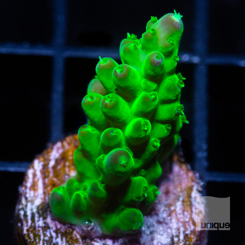 Acropora with Potential 59 32.jpg