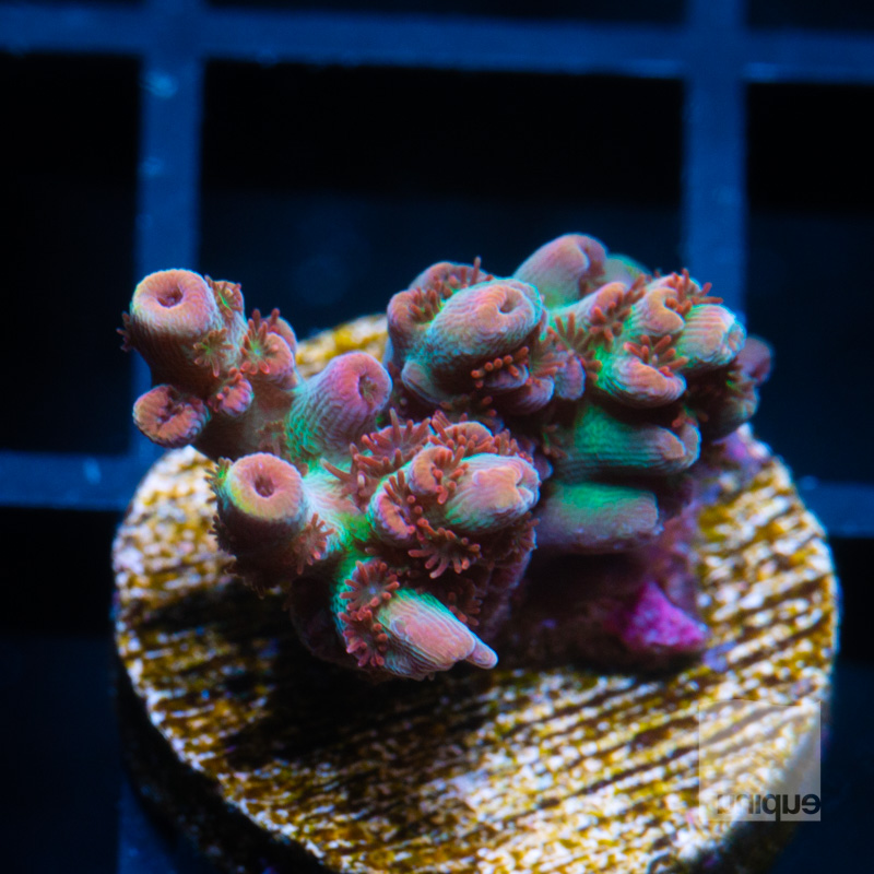 Acropora with Potential 59 39.jpg