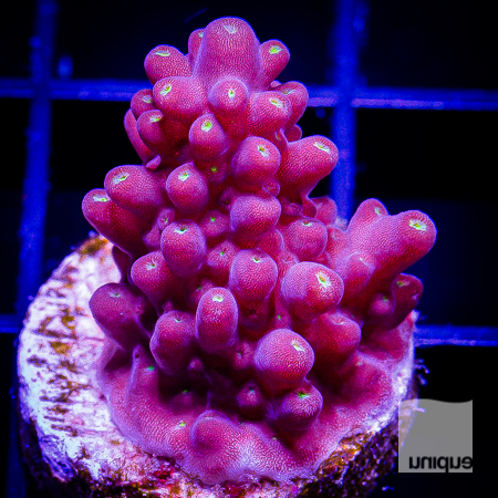 acropora with potential 66 38.jpg