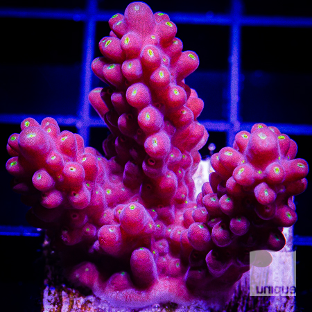 Acropora with potential 68 42.jpg