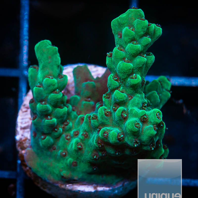 Acropora with Potential 69 41.jpg