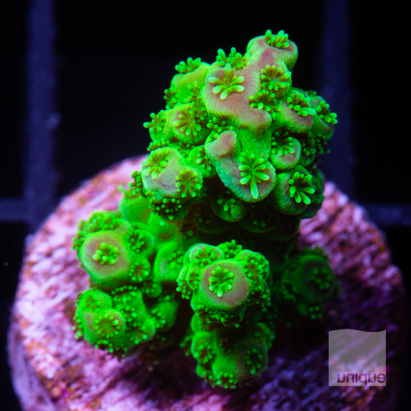 Acropora with Potential 69 44.jpg
