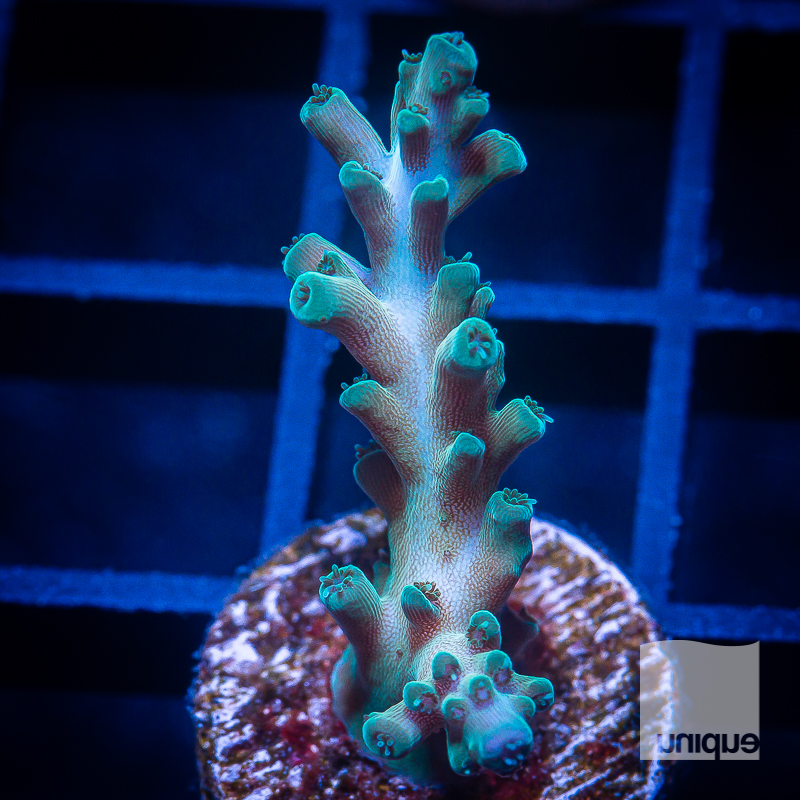 Acropora with Potential 72 50.jpg