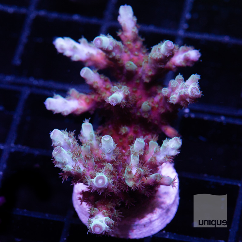 Acropora with potential 79 39.jpg
