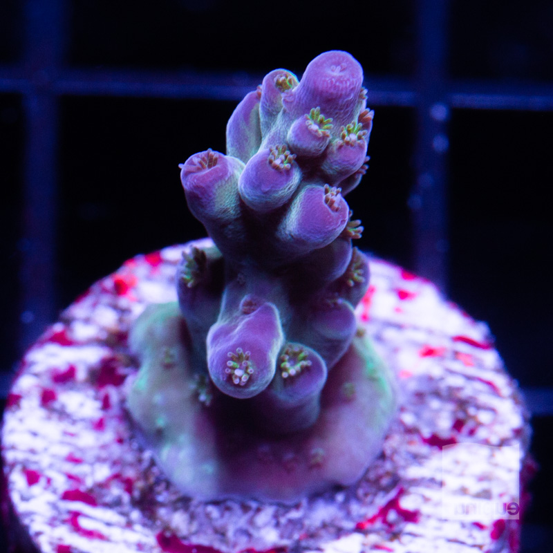 Acropora with Potential 79 56.jpg