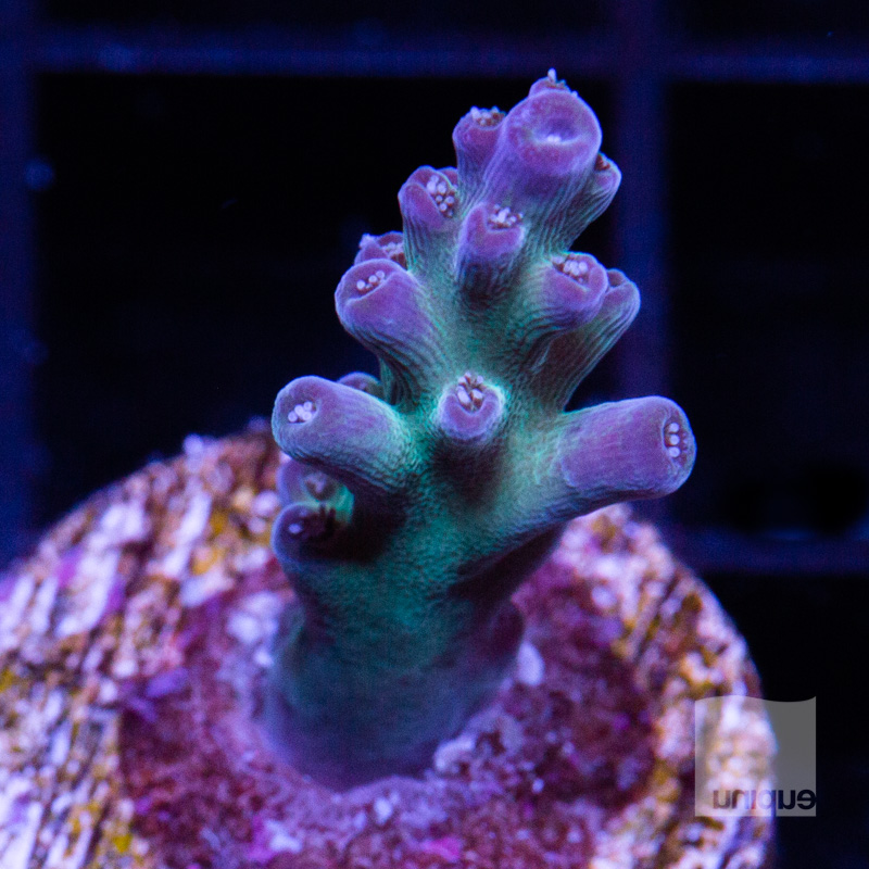 Acropora with potential 89 56.jpg