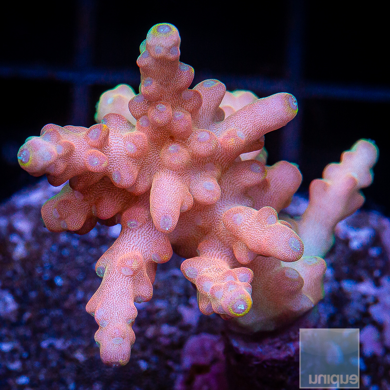 Acropora with Potential 89 64.JPG