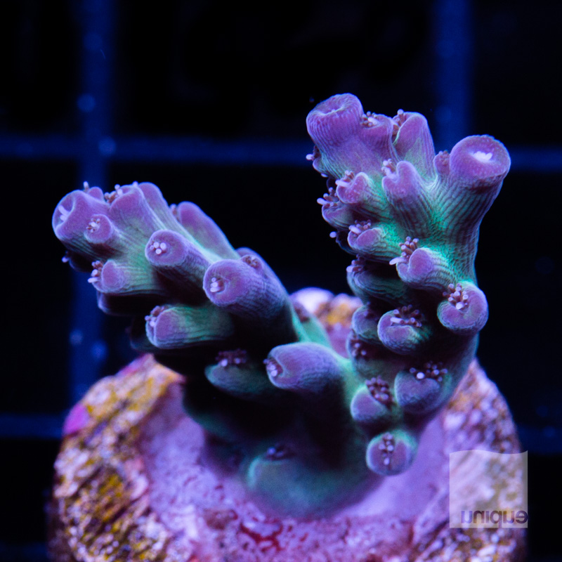 Acropora with potential 89 68.jpg