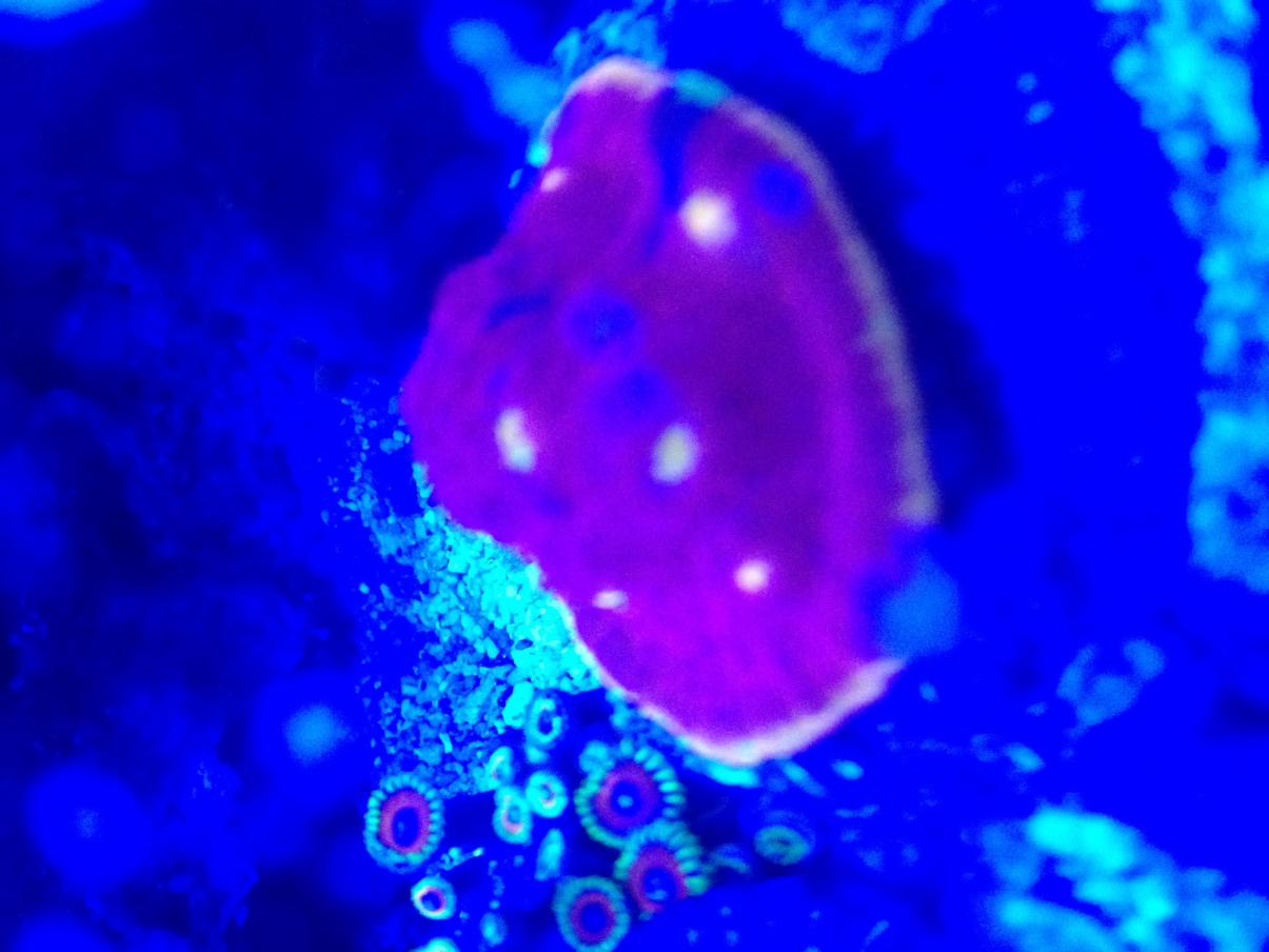 actinic_flaming_b.jpg