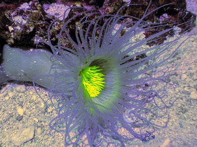 Beautiful Variety of Anemones | Reef2Reef