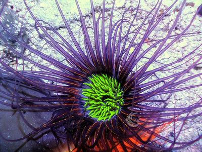 Beautiful Variety of Anemones | Reef2Reef