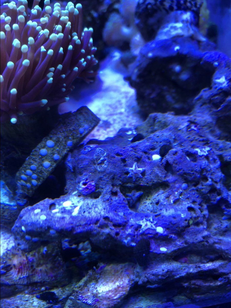 What are these dots? | Reef2Reef