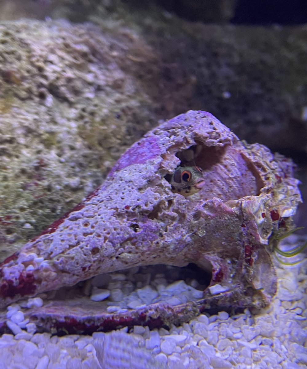 Jan 2023 POTM: Uncommon fish in your tank | Reef2Reef