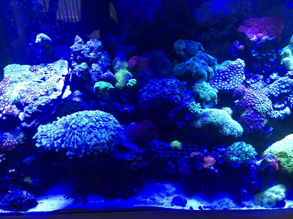 How many of you don’t do water changes? | REEF2REEF Saltwater and Reef ...