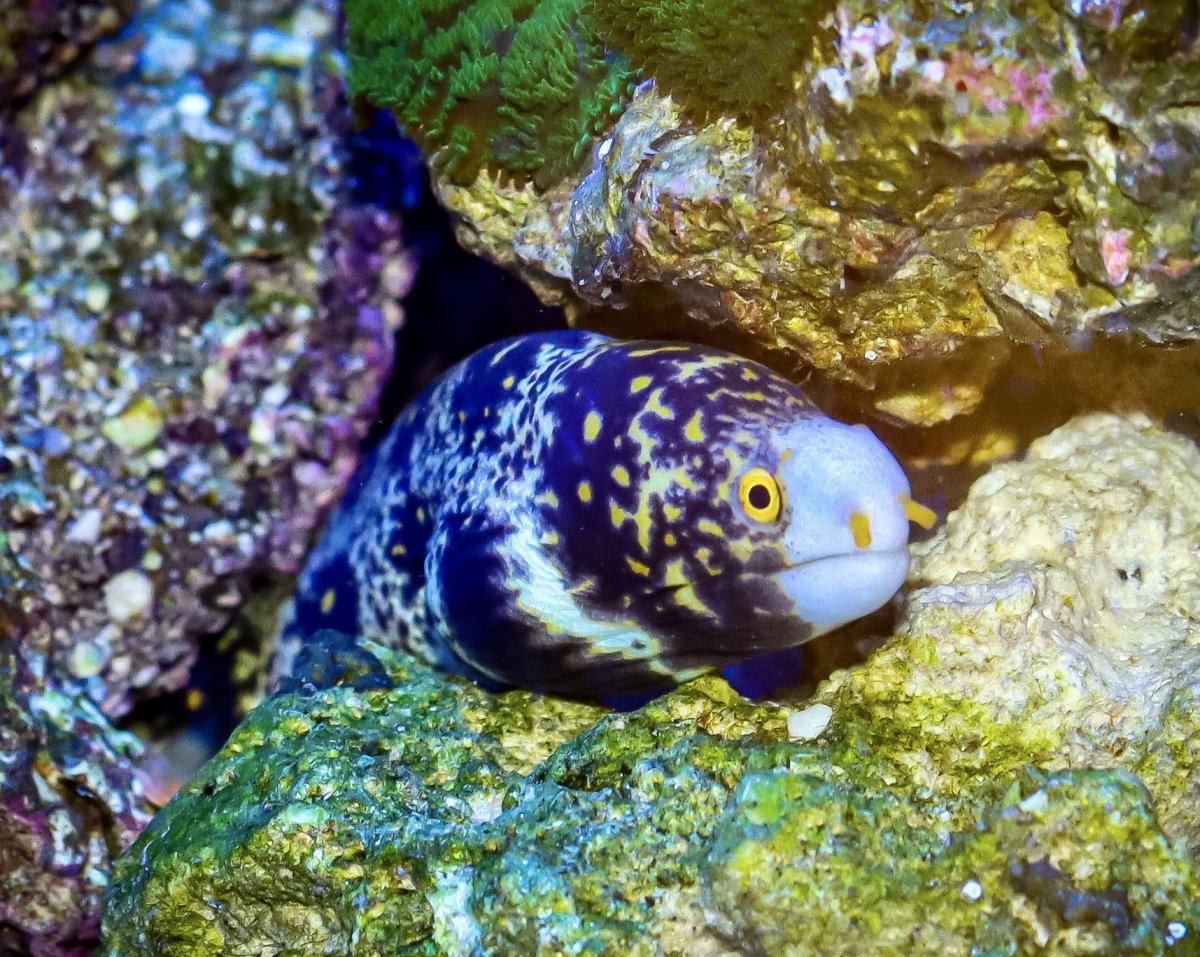 Snowflake Eel | Reef2Reef