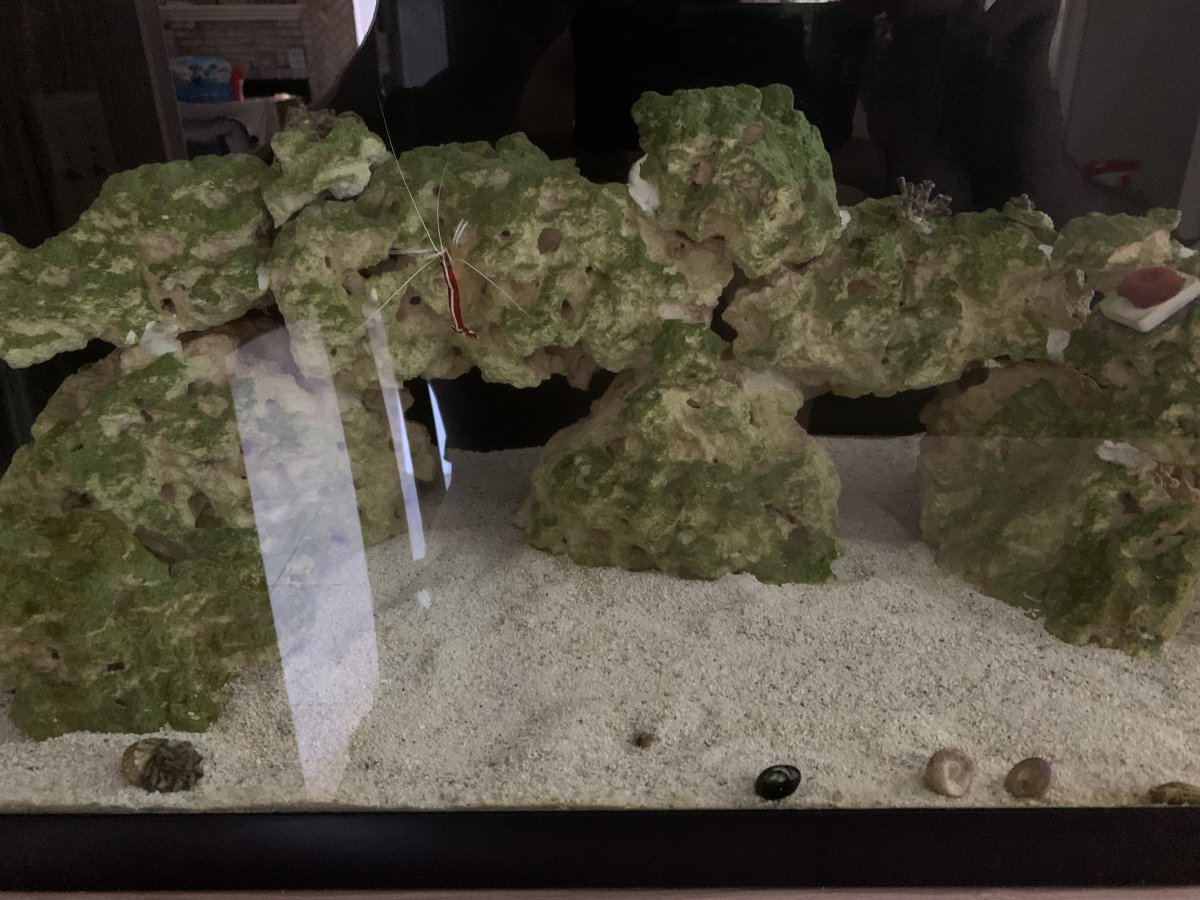 Rocks are green when lights are off | Reef2Reef