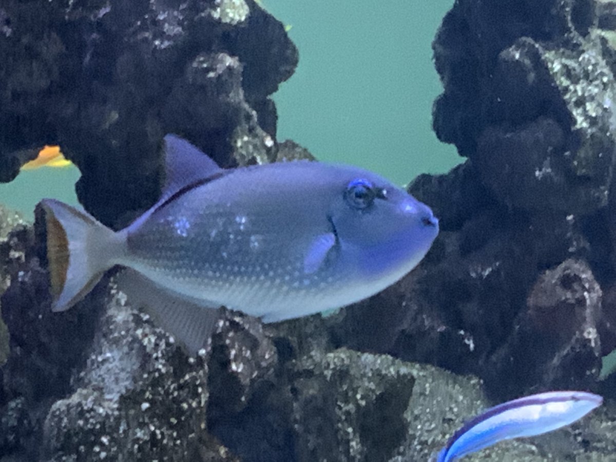 Blue throat trigger | Reef2Reef