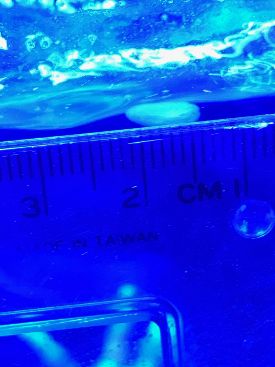 AEFW Close Up.JPG