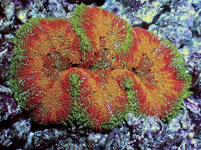 New Anemones Available | Reef2Reef