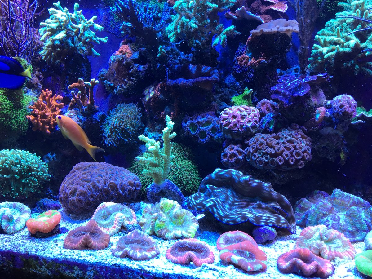 Water parameters? | Reef2Reef