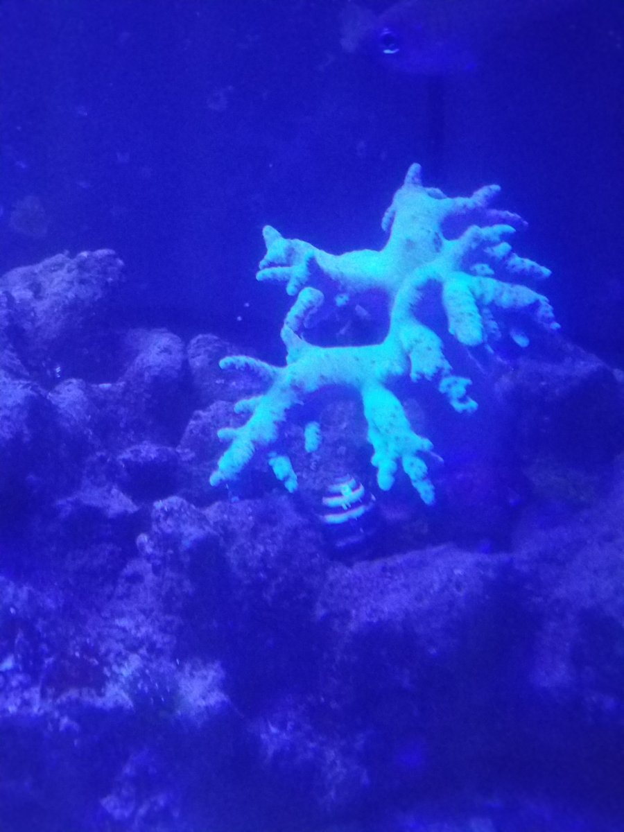 afternoon coral.jpg