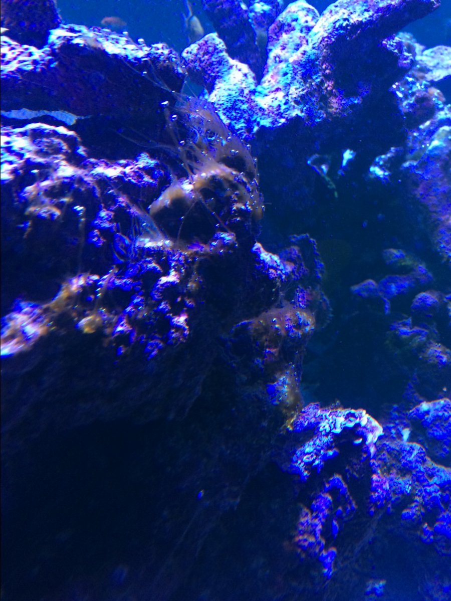 Nopox dosing, some observations | REEF2REEF Saltwater and Reef Aquarium ...