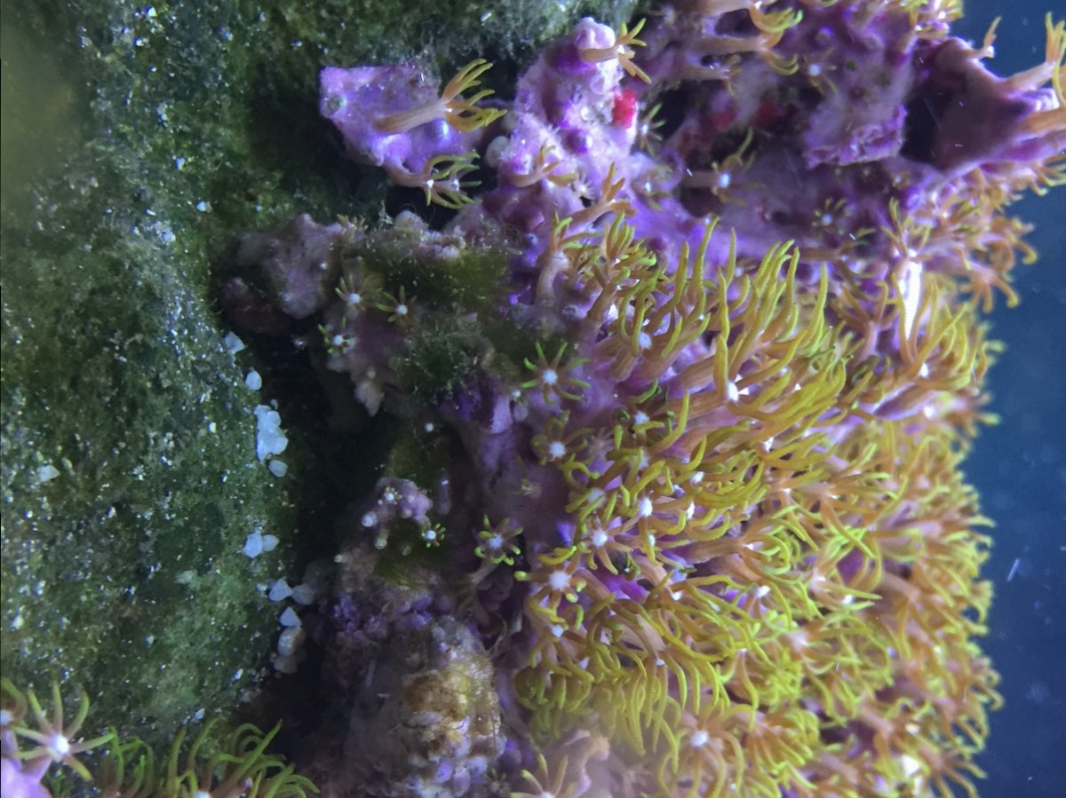 alga.jpg