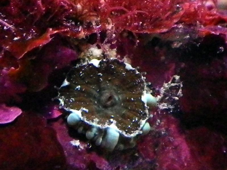 algae 022.jpg