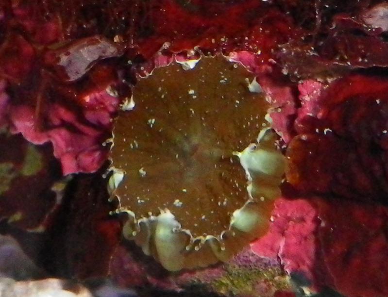 algae 028.jpg