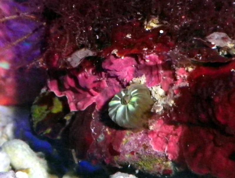 algae 057.jpg