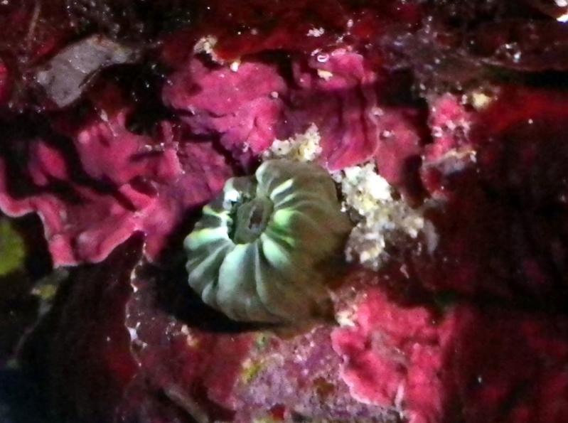algae 061.jpg