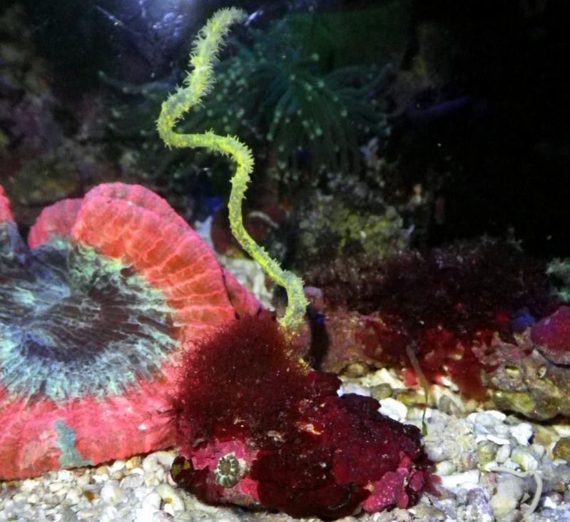 algae 097.jpg