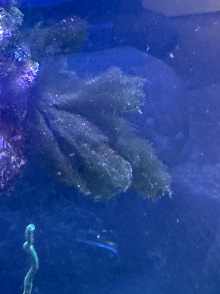 algae 1.jpeg