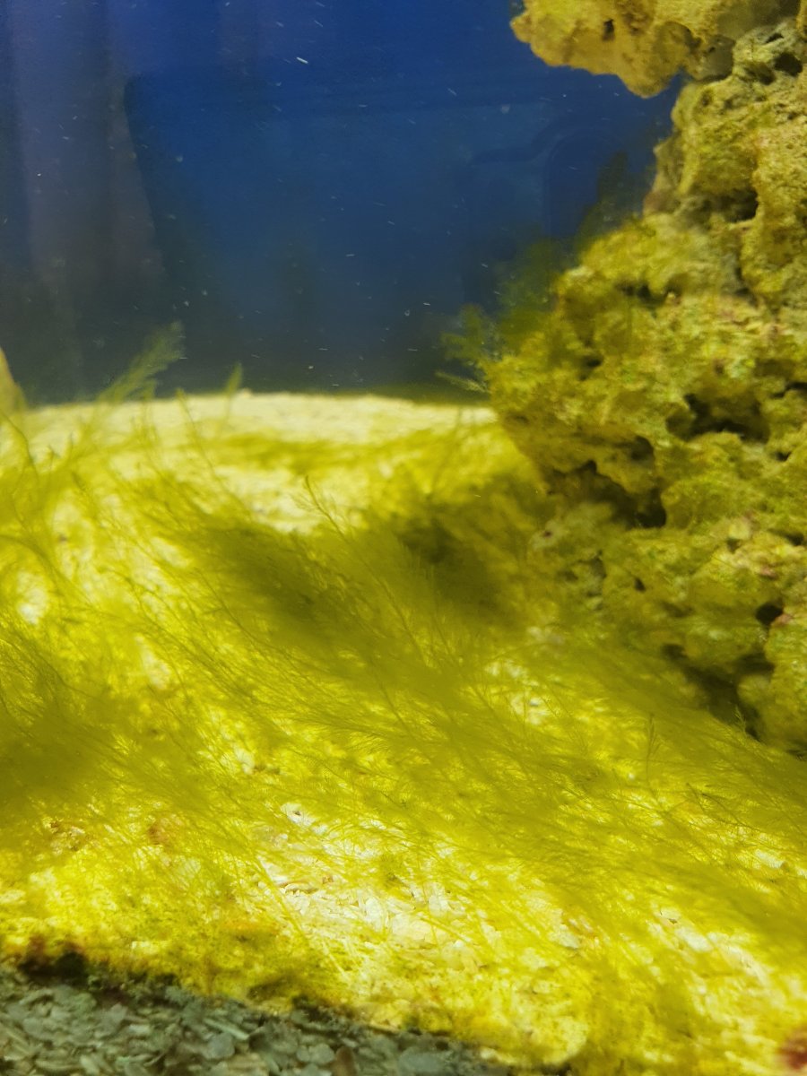 algae 1.jpg