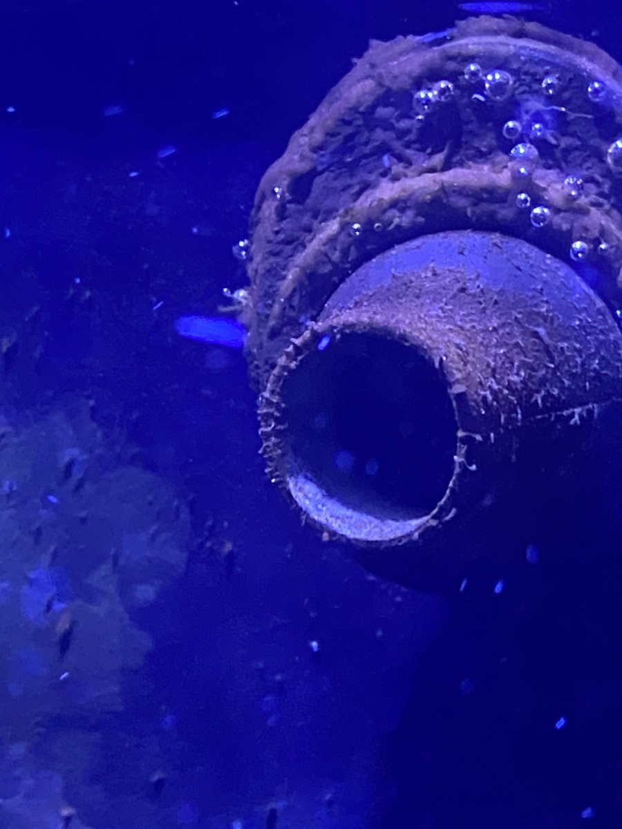algae 1.jpg