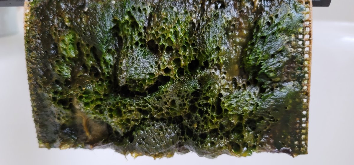 Algae 1.jpg