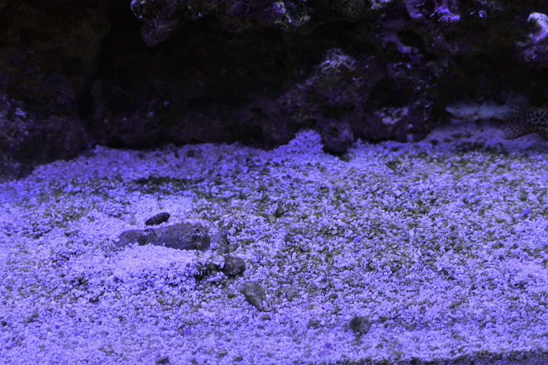 algae (1).jpg
